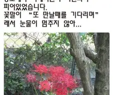 죽은 고양이의 무덤에 핀 꽃