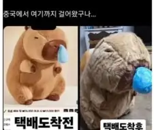 중국에서 한국까지 걸어온 인형