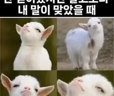 실존 인물에 중립 지키면 자주 할 수 있는 행동