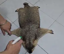 마멋 가죽 가공하는 영상 아님