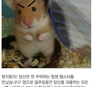 앗, 햄돌이가 명절 한주를 시작하는 여러분들을 응원해요!