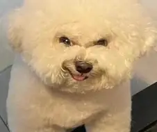 얄미운 동생이 엄마한테 혼나는 중