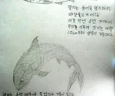 멸치의 진실.manwha.