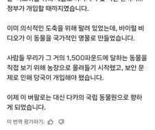 트럼프 닮아서 도축에서 살아남은 소.jpg