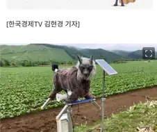 곰 때문에 난리난 일본 특단의 조치