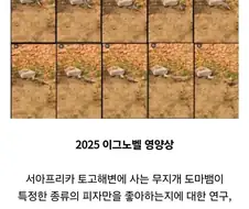 이그노벨상은 의외로 굉장한 건 아니지만 엄청난 경우가 많음