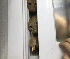 캣맘 이중성 레전드