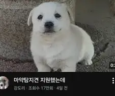 쉬었음 강아지.