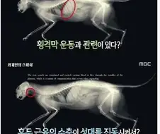 사실 고양이는 외계인이 보낸 정찰병이다.jpg