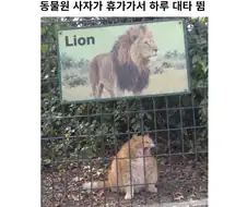 동물원 사자가 연차써서 대타 씀