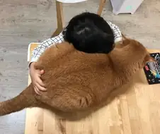푹신한 고양이 모양 쿠션.jpg