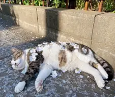 꽃잎에 휩싸인 고양이