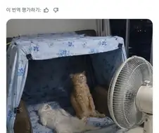 우린 고양이로소이다