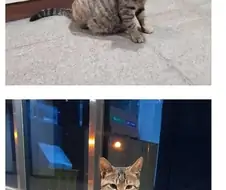 중소기업 고양이.jpg