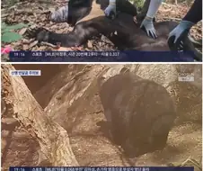 계속된 추방에도 양봉농가에서 꿀 털던 곰 체포