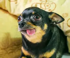 토드 하워드가 한국에서 ㅈ된 이유