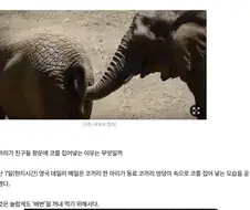 코끼리의 간식창고