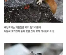 피카츄의 실제 모델이라는 새앙토끼. jpg