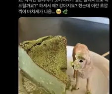 강아지가 뺏어먹다가 걸린 플레이팅