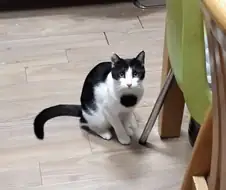 우리집 고양이 보고 가셈