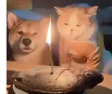 급하게 차려준 고양이 생일상 jpg.