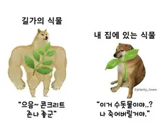 밖에서 사는 식물들 특.png