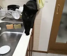 고양이 2컷 만화.manwha