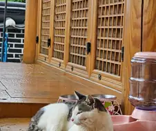 아씨를 훔쳐보는 머슴