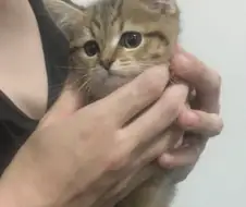 몸만 크고 거만한 표정은 그대로인 고양이