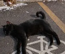 자전거 타는 고양이