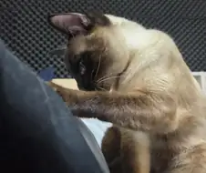 고양이 : 와 집사야 이게 다 지방이냐?