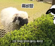 에버랜드에서 50주년 롤러코스터 대신 선택한것