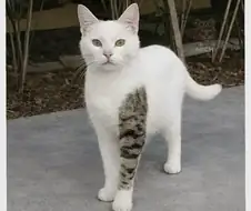 문신고양이