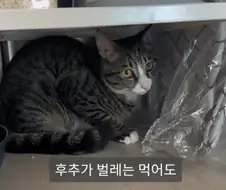 냥집사들의 서글픈 맹세