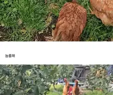 양계장에서 구출한 닭 2년 키운 결과