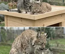 버려진 스라소니를 입양한 고양이