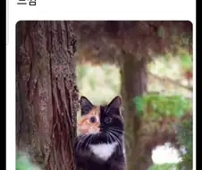 아홉시는 내 고양