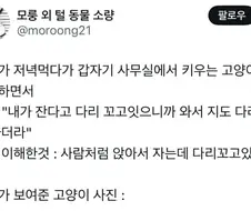 고양이 나무