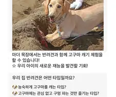 반려견과 고구마캐기 체험 후기 홍보와 다른 현실....
