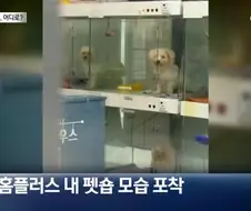 (기사 틀린듯)홈플러스 댕댕이들ㅠㅜ