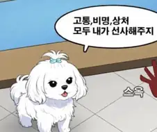 당신에게 고통,비명,상처 모두 선사해주는 말티즈