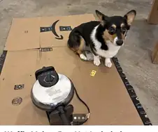 강아지 키우는 사람이 중고판매 사진 올릴때 특징