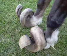 말) 발굽 관리해줘야하는 이유