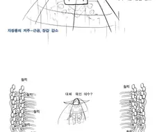 삼국지 토탈워와 워해머 토탈워 비교.manga