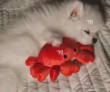 개 게