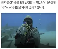 상어 입안의 낚싯바늘을 빼주는 다이버 누나