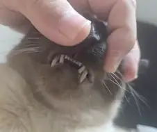 고양이 확대가 아닌 학대하는 사진입니다
