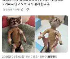 골절을 당한 새끼고양이를 치료한 여성
