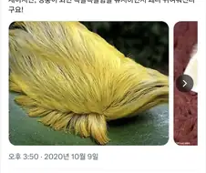 의외로 진짜 트럼프처럼 보이는 것