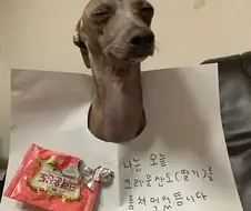과자 훔쳐먹은 도둑놈 공개효시